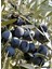 Gemlik Zeytin Ağacı Fidanı (Orta Boy) 3