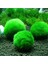 Marimo Yosun Topları Canlı Akvaryum Bitkisi Algi Frimp Tank Süsü Yeşil Akvaryum Süsü Ön Plan Çimen (Yurt Dışından) 2