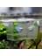 Şeffaf Stil Şeffaf Akvaryum Balık Tankı Çift Üreme Yavruluk Büyütme Kutusu Hatchery Fish & Aquatics Pet Supplies (Yurt Dışından) 3