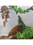Açık Sarı Stil Simülasyon Bitki Süsü Kertenkele Üretim Kutusu Tırmanma Kertenkeleler Kertenkeleler Gecko Habitat Dekorasyon Bitkisi Hasır Pet Malzemeleri (Yurt Dışından) 3