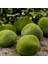 Yeşil Stil 8cm 1 Adet Karınca Çiftliği Dekorasyon Yapay Mini Moss Taşlar Karınca Yuvası Karınca Evi Aksesuarları Karınca Yuvası Atölyesi Için Mikro-Peyzaj Dekor (Yurt Dışından) 2