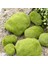 Yeşil Stil 8cm 1 Adet Karınca Çiftliği Dekorasyon Yapay Mini Moss Taşlar Karınca Yuvası Karınca Evi Aksesuarları Karınca Yuvası Atölyesi Için Mikro-Peyzaj Dekor (Yurt Dışından) 3