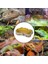 No.9 Tarzı Sürüngen Kayalık Yiyecek Kabı Kertenkele Sakallı Ejderha Su Dağıtıcısı Evcil Hayvan Kapları Kaçış Engelleme Minik Süperböcek Der Terrarium Peyzajlama (Yurt Dışından) 5