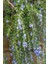 Yayılıcı / Sarkıcı Biberiye 3 Adet - Rosmarinus Officinalis Prost 2
