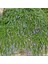 Yayılıcı / Sarkıcı Biberiye 3 Adet - Rosmarinus Officinalis Prost 3