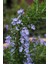 Yayılıcı / Sarkıcı Biberiye 3 Adet - Rosmarinus Officinalis Prost 4