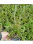 Yayılıcı / Sarkıcı Biberiye 3 Adet - Rosmarinus Officinalis Prost 5