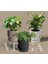 Serinova Vega Dekoratif Modern Saksı 33 Lt 2
