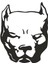 Pitbull Duvar Dekor Sticker 40 x 48 cm 1
