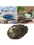 Bir Stil Yeni Zelanda Abalone Kabuğu Büyük Deniz Salyangozu Dıy Ev Dekorasyonu Akvaryum Peyzaj Düğün Manzara Dekorasyonu El Sanatları Hediye (Yurt Dışından) 4