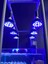 E27 Duy Stili Tam Spektrum LED Akvaryum Işığı PAR38 Büyüme Lambası Mercan Resif Balık Tuzlu Su Nano Tank Bitki Büyüme Yeri (Yurt Dışından) 2