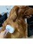 Evcil Hayvan Kendi Kendini Temizleyen Tüy Dökme ve Bakım Fırçası Uzun Kısa Tüylü Köpekler, Kediler Için Geri Çekilebilir Fırça, Mor (Yurt Dışından) 4