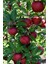 Elma Fidanı Buckeye Gala 3 Yaş 120 cm Saksıda 1