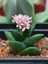 Crassula Springtime Sukulent Teraryum Bitkisi 10'lu 2