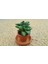 Crassula Springtime Sukulent Teraryum Bitkisi 10'lu 3