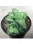 Crassula Springtime Sukulent Teraryum Bitkisi 10'lu 4