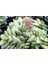 Crassula Springtime Sukulent Teraryum Bitkisi 10'lu 5