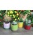 4'lü Sukulent ve Kaktüs Saksı Seti Tutti Frutti Meyveler 5