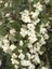 Beyaz Inci Çalısı Symphoricarpos Albus White Hedge 100 cm Saksıda 2