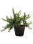 Yayılıcı Biberiye Rosmarinus Officinalis Prostratus 1