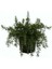 Yayılıcı Biberiye Rosmarinus Officinalis Prostratus 2