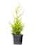 Sarı Leylandi Cupressocyparis Leylandii Gold Rider 30 40 cm Saksıda 2