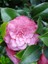 Kamelya Fidanı Camellia Japonica Tramonto 100 cm Saksıda 1