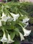 Beyaz Melek Borusu Brugmansia Arborea Alba 80 100 cm Saksıda 2