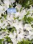 Açelya Bitkisi Beyaz Çiçekli Azalea Rhododendron Mary Helen Ithal Saksıda 1