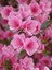 Açelya Bitkisi Açık Pembe Çiçekli Azalea Japonica Kirin Ithal Saksıda 1