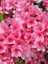 Açelya Bitkisi Pembe Çiçekli Azalea Japonica Amoena Coccinea Ithal Saksıda 1