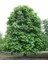 At Kestanesi Ağacı Aesculus Hippocastanum 60 80 cm Saksıda 1