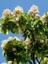 At Kestanesi Ağacı Aesculus Hippocastanum 60 80 cm Saksıda 2
