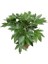 Japon Çınarı Fatsia Japonica 20 40 cm Saksıda 1