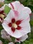Ağaç Hatmi Lekeli Hibiscus Syriacus Hamabo 40 60 cm Saksıda 2