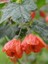 Çin Lanterni Abutilon Hybridum 20 40 cm Saksıda 1