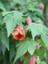 Çin Lanterni Abutilon Hybridum 20 40 cm Saksıda 2