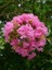 Oya Ağacı Pembe Çiçekli Fidanı Lagerstroemia Indica Pink 40 60 cm Saksıda 1