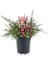 Gravilla Sarkıcı Bodur Grevillea Lanigera Saksıda 1