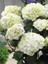 Ortanca Fidanı Beyaz Hydrangea Macrophylla White Büyük Yaş Saksıda 1