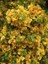 Begonvil Fidanı Sarı Bougainvillea Spectabilis Yellow 80 100 cm Saksıda 1