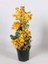 Begonvil Fidanı Sarı Bougainvillea Spectabilis Yellow 80 100 cm Saksıda 2