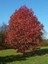 Sığla Ağacı Günlük Ağacı Liquidambar Styraciflua Palo Alto 20 40 cm Saksıda 1