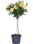 Sarı Baston Gül Fidanı Rosa Ad Alberello Yellow 120 cm Saksıda 1