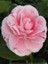 Kamelya Fidanı Açık Pembe Çiçekli Pembe Çizgili Camellia Japonica Bonomiana Ithal 1
