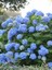 Ortanca Fidanı Mavi Hydrangea Macrophylla Blue Bird Küçük Boy 1
