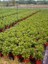 Ortanca Fidanı Mavi Hydrangea Macrophylla Blue Bird Küçük Boy 2