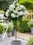 Beyaz Baston Gül Fidanı Rosa Ad Alberello White 120 cm Saksıda 1