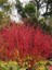 Kırmızı Süs Kızılcığı Cornus Alba Sibirica 80 100 cm Saksıda 1