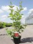 Kırmızı Süs Kızılcığı Cornus Alba Sibirica 80 100 cm Saksıda 2